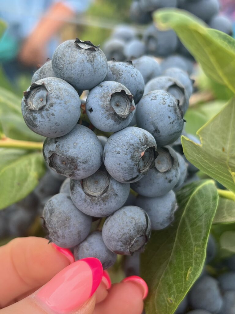 Pic 3 Blueberries 768x1025